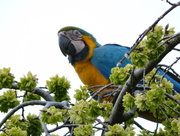 4th May 2015 - Parrots in the wild