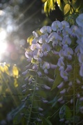 3rd May 2015 - Wisteria