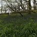 Bluebell wood 2 - gateway to the fells by callymazoo