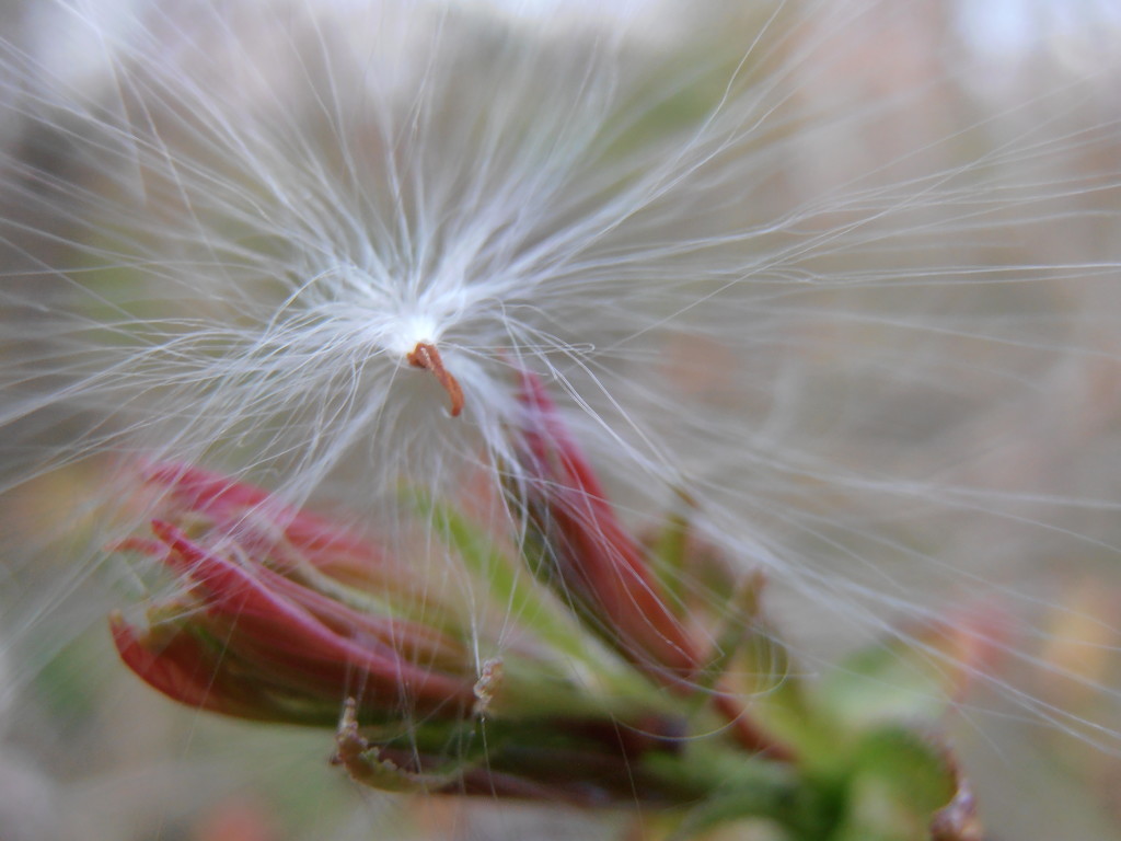 Fluffy Seed by julie