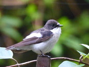 4th May 2015 -  Pied Flycatcher