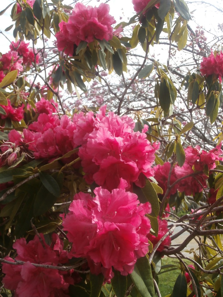 Rhododendron for @Sue Wilde by pandorasecho