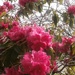Rhododendron for @Sue Wilde by pandorasecho