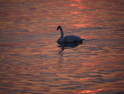 4th May 2015 - Lone Swan
