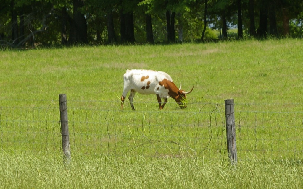 Local longhorns by thewatersphotos