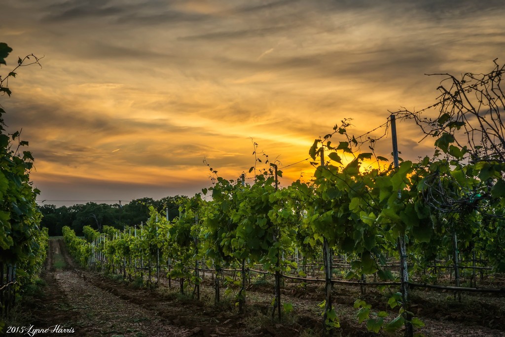Sunset at the Vineyards by lynne5477