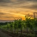 Sunset at the Vineyards by lynne5477