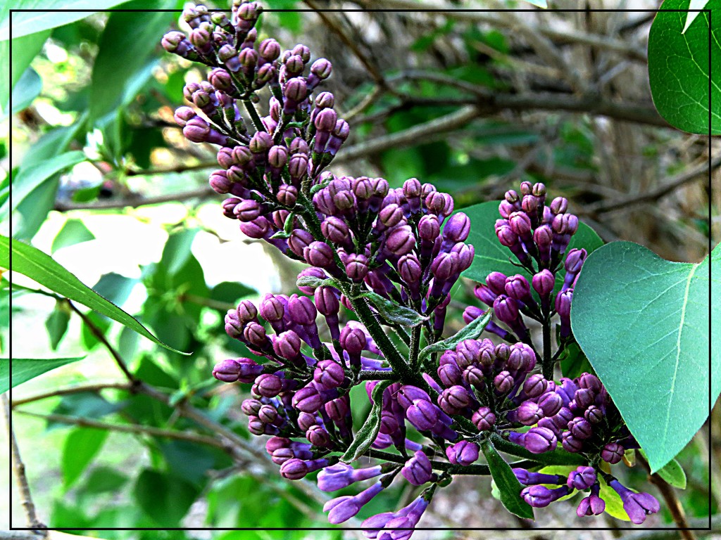 Lilac Buds by olivetreeann