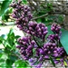 Lilac Buds by olivetreeann