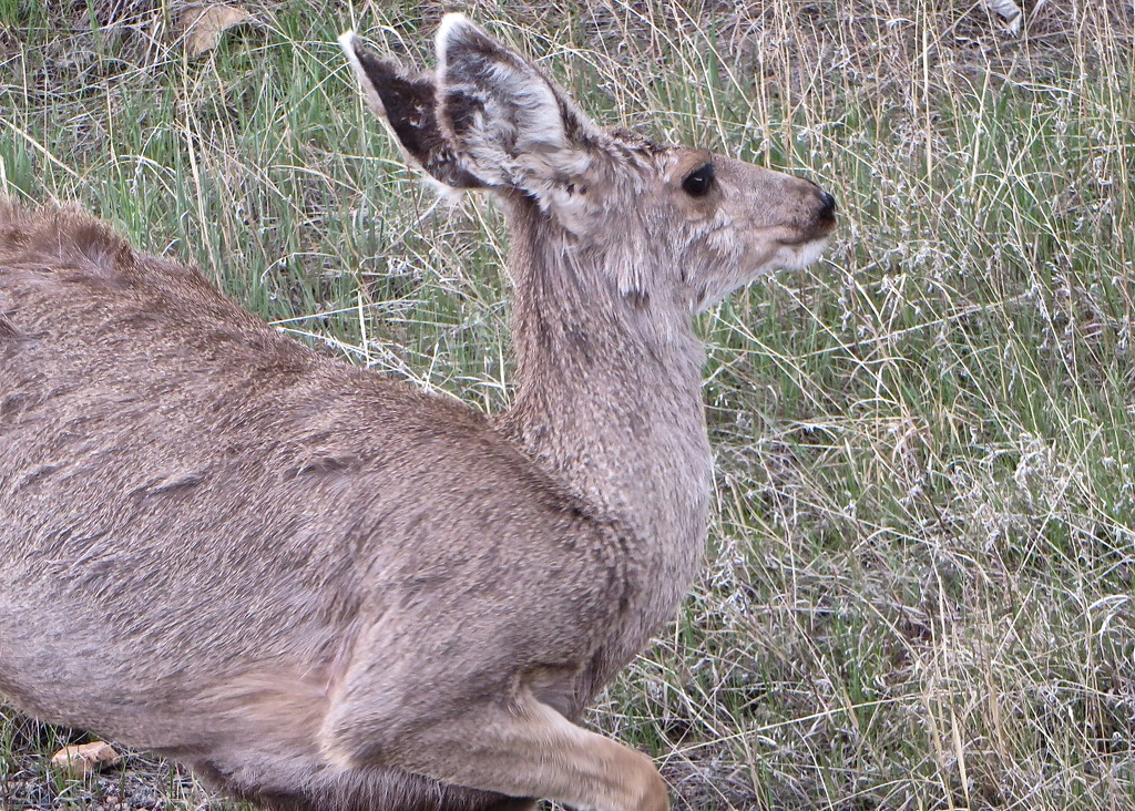Colorado Mule Deer by rob257
