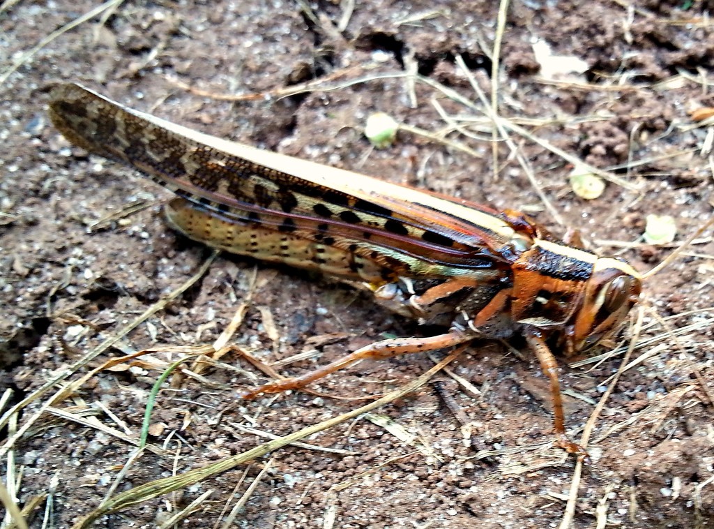 Giant Grasshopper by harbie