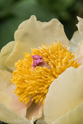 26th Apr 2015 - Peony revisited