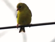 1st Apr 2015 - Goldfinch