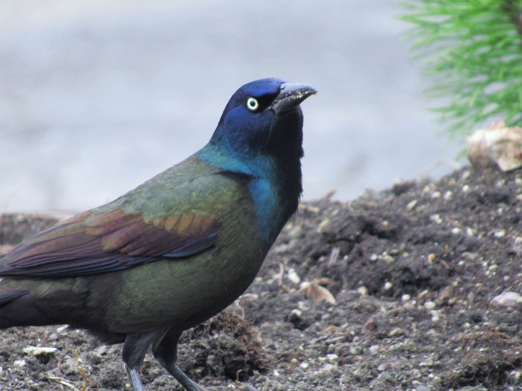 Common Grackle by randy23