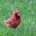 Redbird by randy23