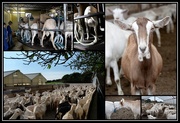 5th May 2015 - Goat Farming..