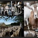 Goat Farming.. by julzmaioro