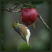 Hungry waxeye by dide