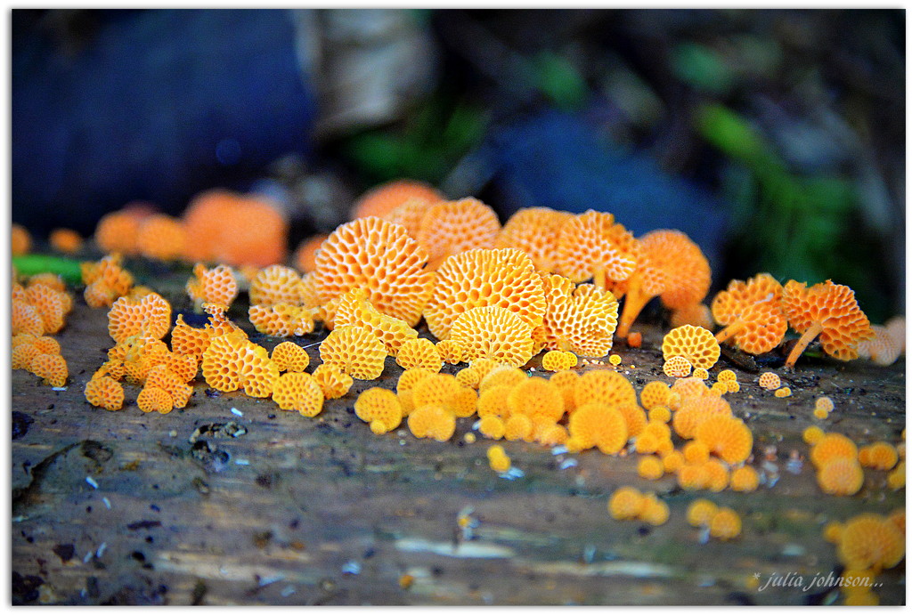 Orange Fungi .. take 2 by julzmaioro