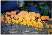5th May 2015 - Orange Fungi .. take 2
