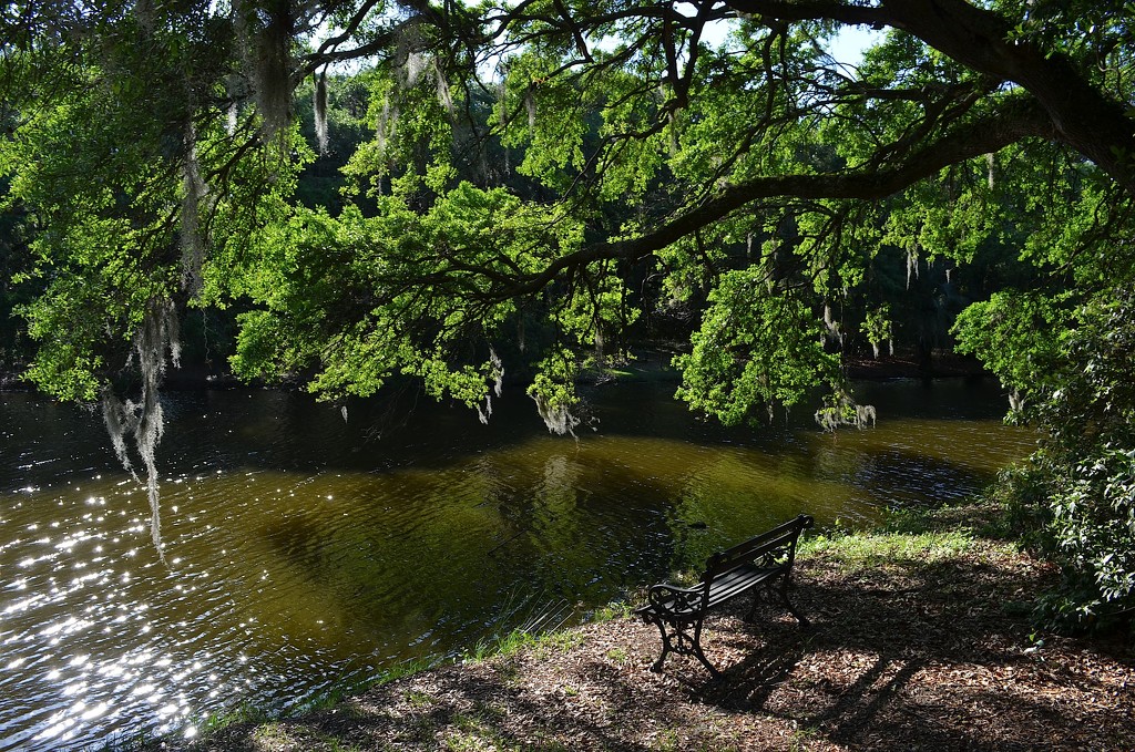The bench where I enjoy thinking and meditating at Charles Towne Landing State Historic Site, Charleston, SC by congaree