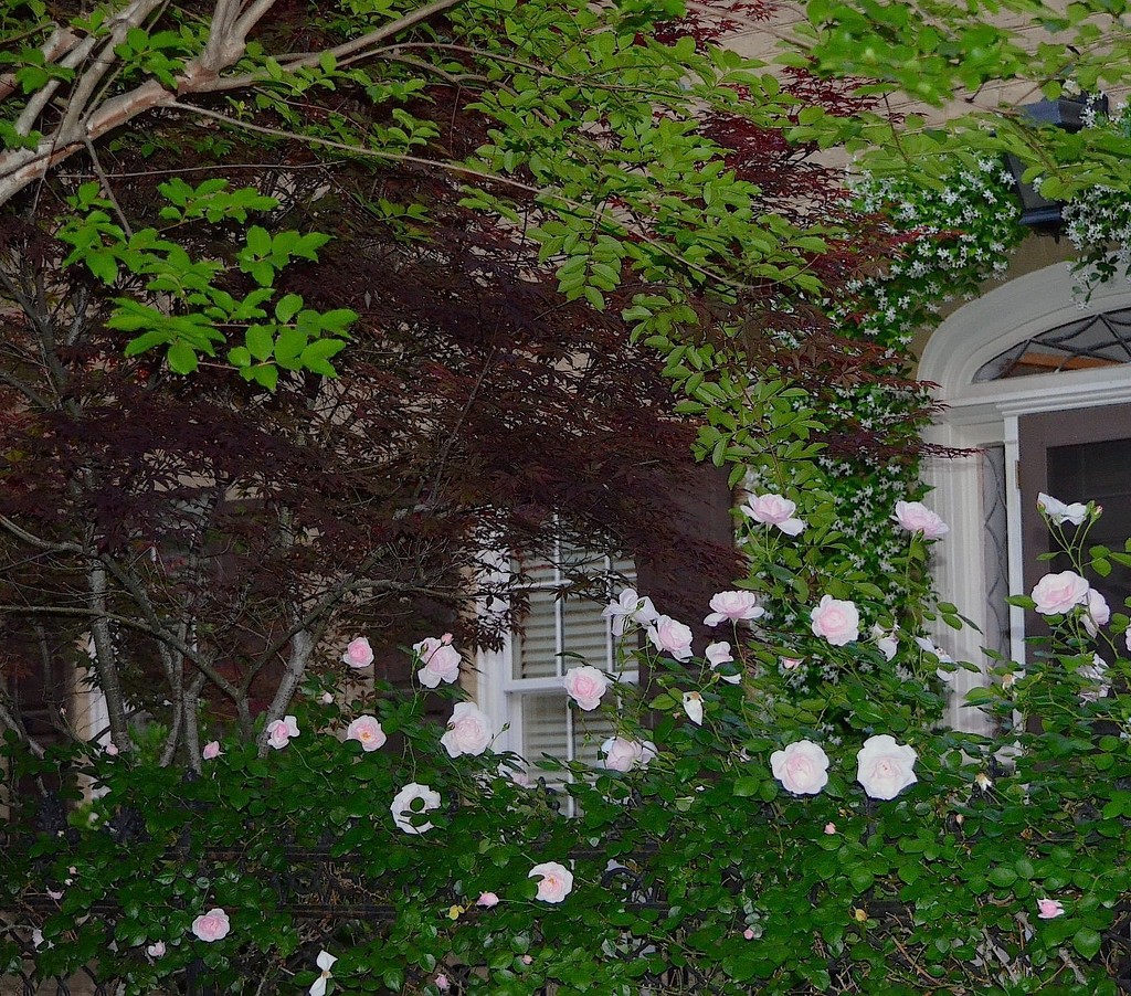 Roses, historic district, Charleston, SC by congaree