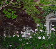 5th May 2015 - Roses, historic district, Charleston, SC