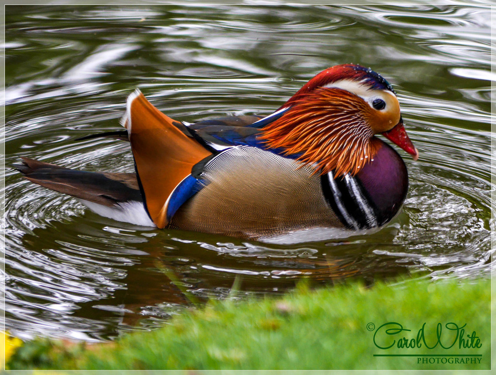 Mandarin Duck by carolmw