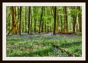 5th May 2015 -  5th  May 2015 - More Bluebells