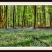  5th  May 2015 - More Bluebells by pamknowler