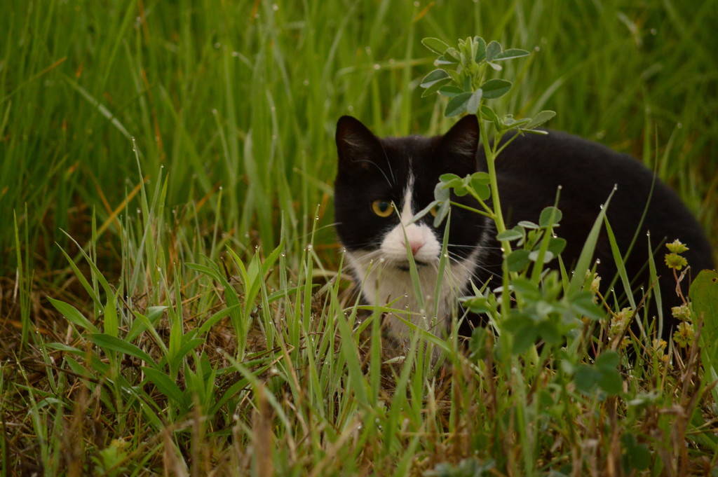 Hiding in the Dew by kareenking