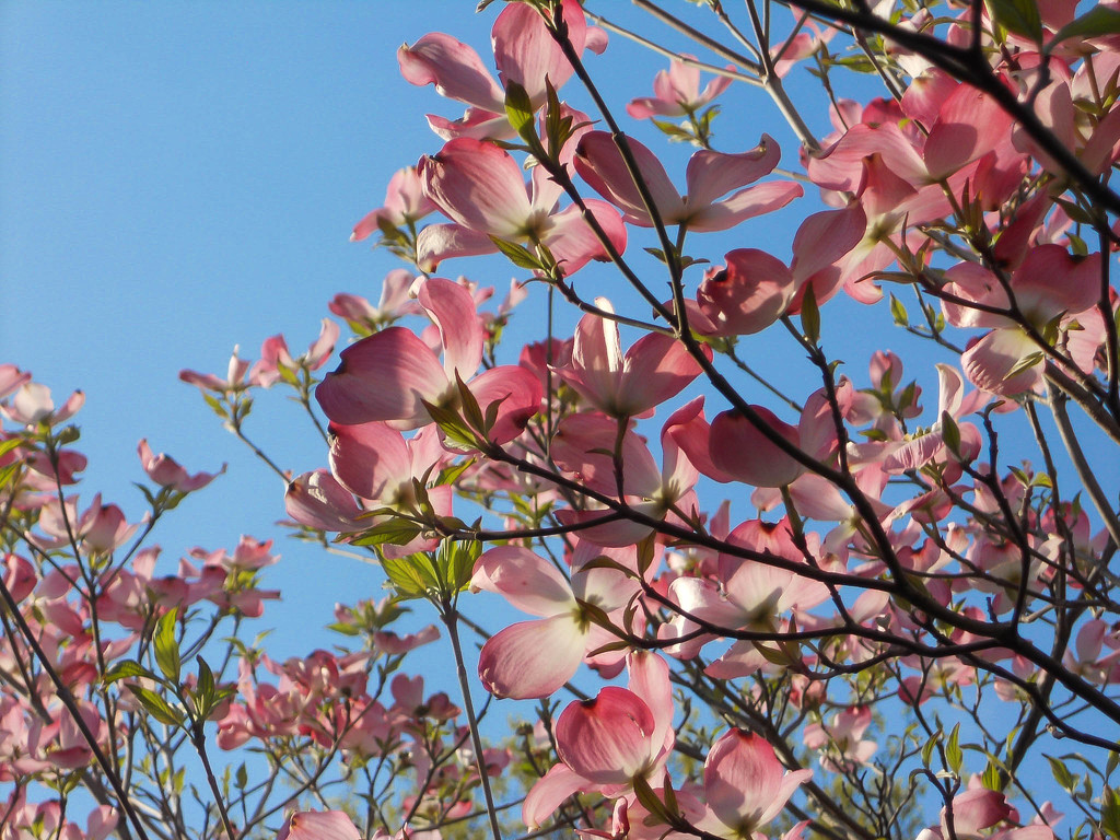 Flowering dogwood tree by mittens