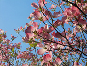 5th May 2015 - Flowering dogwood tree