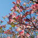 Flowering dogwood tree by mittens