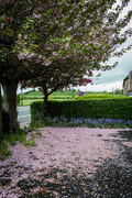 5th May 2015 - The blossom has ended....