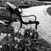 Tulips and Bench by tosee