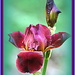Redish Purple Bearded Iris by vernabeth