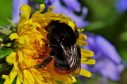 5th May 2015 - A DANDELION AND A BEE