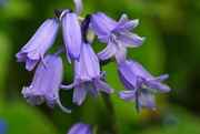 5th May 2015 - BLUEBELLS
