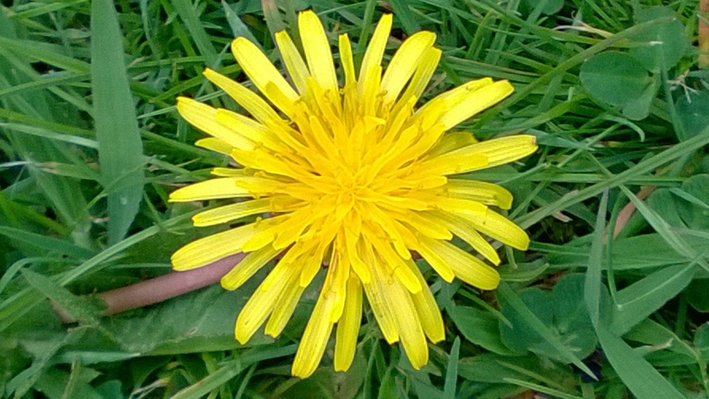 Flowers - dandelion by cataylor41
