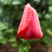 Tulip  by rminer