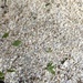A Carpet of Blossom by mattjcuk