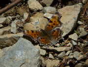 5th May 2015 - Angelwing Butterfly 