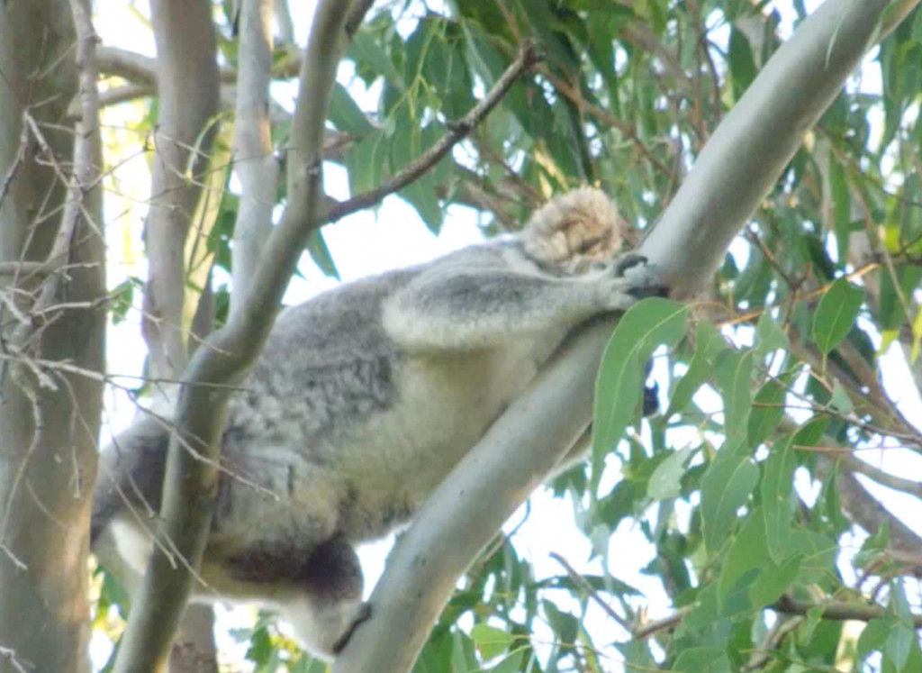 Pocketful of joy by koalagardens