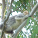 Pocketful of joy by koalagardens