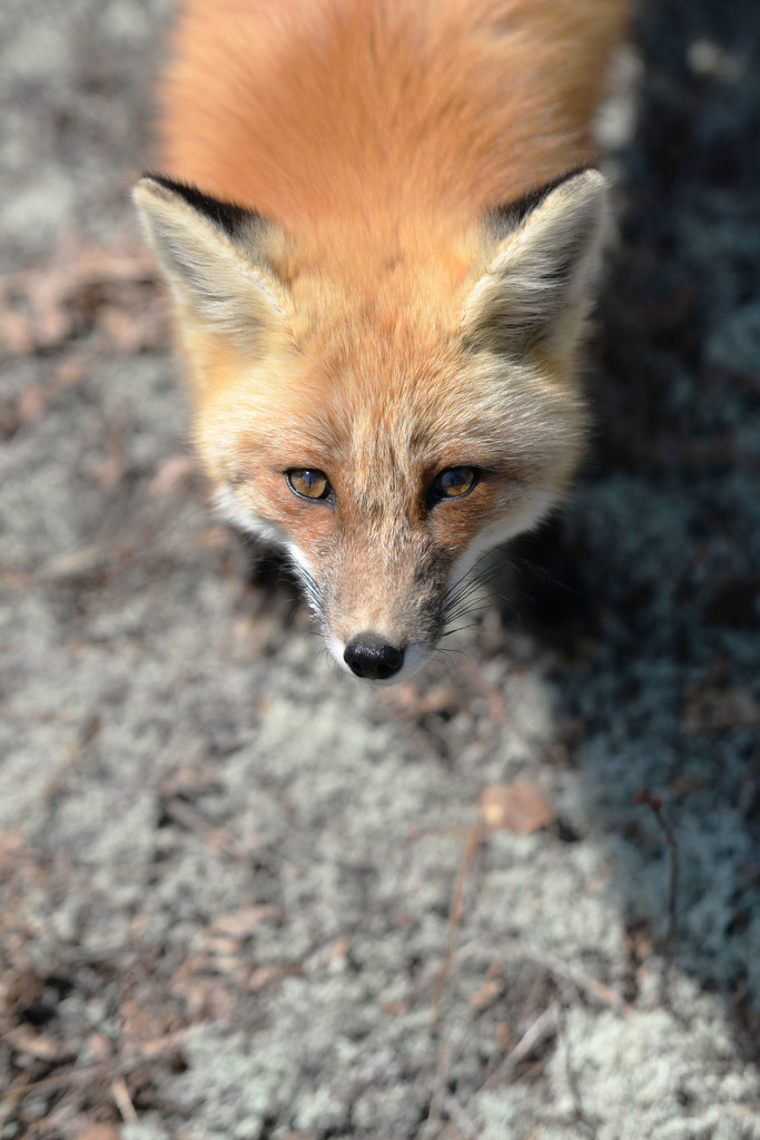 Friendly Fox! by fayefaye
