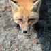 Friendly Fox! by fayefaye