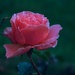 Rose from my window by maggiemae