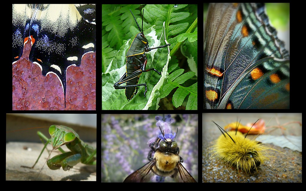Collage of Insects by calm
