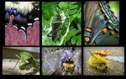 5th May 2015 - Collage of Insects